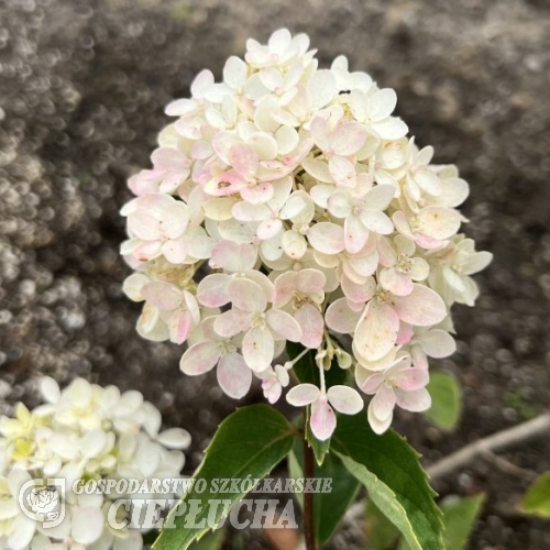 Hydrangea paniculata 'Bombshell' PBR - Panicle hydrangea - Hydrangea paniculata 'Bombshell' PBR