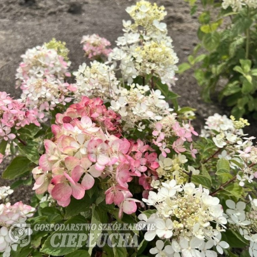 Hydrangea paniculata 'Rendia' DIAMANT ROUGE PBR - hortensja bukietowa - Hydrangea paniculata 'Rendia' DIAMANT ROUGE PBR