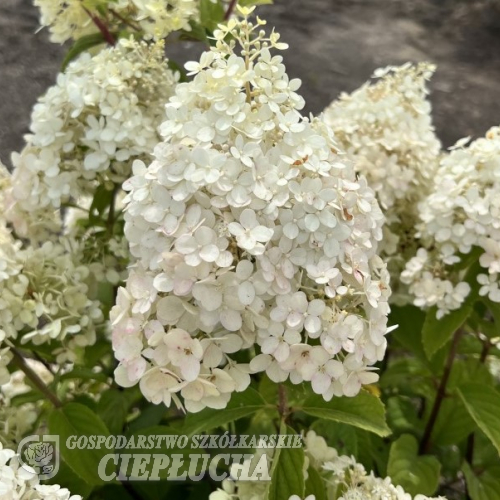 Hydrangea paniculata 'Ren101' DIAMANTINO PBR - hortensja bukietowa - Hydrangea paniculata 'Ren101' DIAMANTINO PBR