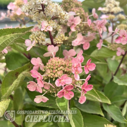 Hydrangea paniculata 'HP0PR018' EARLY HARRY PBR - hortensja bukietowa - Hydrangea paniculata 'HP0PR018' EARLY HARRY PBR