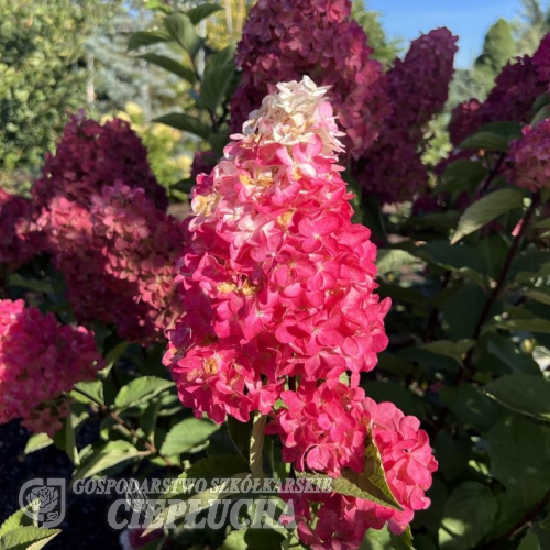 Hydrangea paniculata 'Renba' Fraise Melba PBR - Rispenhortensie - Hydrangea paniculata 'Renba' Fraise Melba PBR