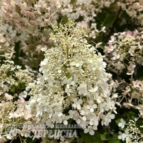 Hydrangea paniculata 'Little Alf' - Rispenhortensie - Hydrangea paniculata 'Little Alf'