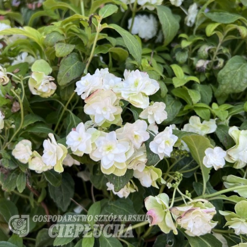 Hydrangea serrata 'HSOPR014' WHITE ON WHITE PBR - Hydrangea serrata 'HSOPR014' WHITE ON WHITE PBR