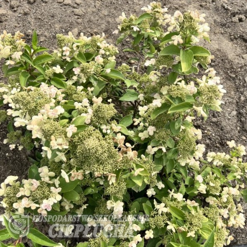 Hydrangea paniculata 'Dolprim' PRIM WHITE PBR - Rispenhortensie - Hydrangea paniculata 'Dolprim' PRIM WHITE