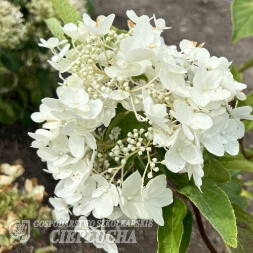 Hydrangea paniculata 'White Moth' - hortensja bukietowa - Hydrangea paniculata 'White Moth'
