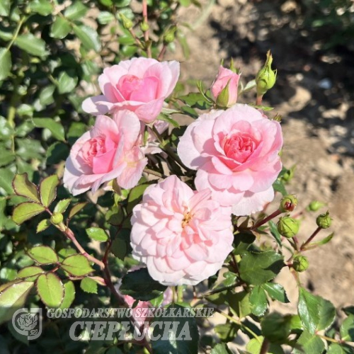 Bonica - róża parkowa - Rose - Bonica