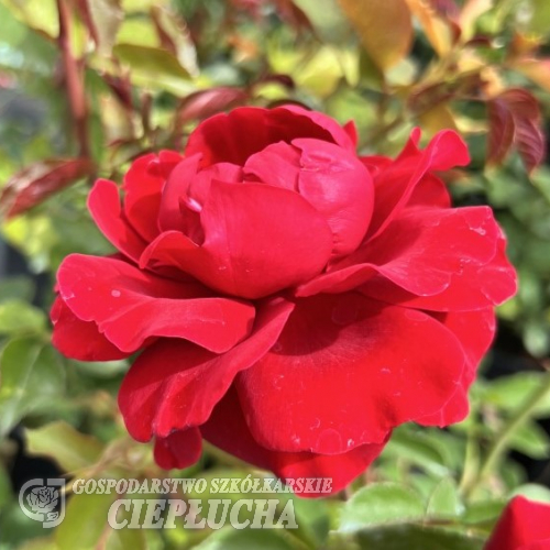 Musimara - Climbing Rose - Rosa - Musimara