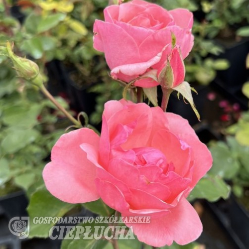 Queen Elizabeth - Grandiflora Rose - Rosa Queen Elizabeth