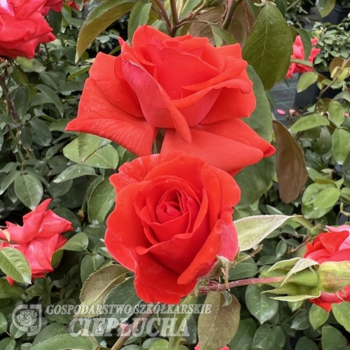 Sika - Grandiflora Rose - Rosa - Sika