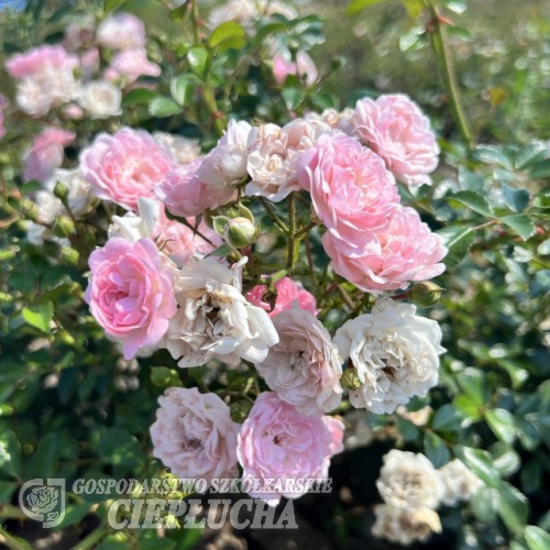 The Fairy - Bedding Rose - Rosa The Fairy