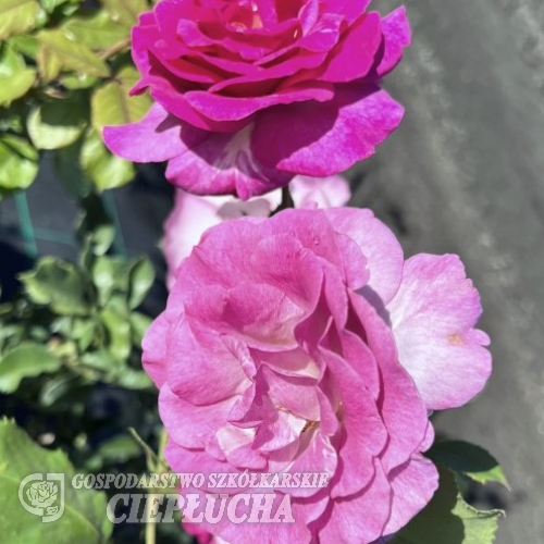 Violette Perfume - Climbing Rose/Rambler Rose - Rosa - Violette Perfume
