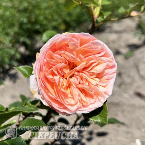 Rosa 'Auscot' ABRAHAM DARBY - Роза парковые - Rosa 'Auscot' ABRAHAM DARBY