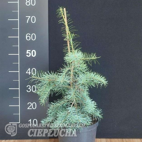 Abies concolor 'Blue Cloak' - Grautanne Zwerggrautanne - Abies concolor 'Blue Cloak'