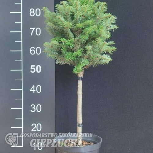 Abies koreana 'Tajga' - jodła koreańska - Abies koreana 'Tajga'