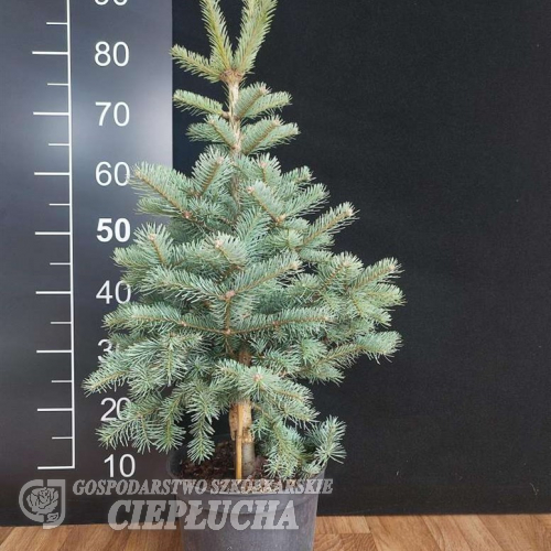 Abies lasiocarpa 'Argentea' - Rocky Mountain fir - Abies lasiocarpa 'Argentea'