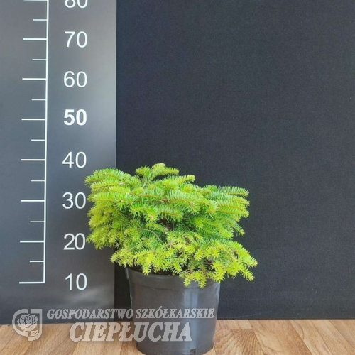 Abies nordmanniana 'Berlin-Dahlem' - jodła kaukaska - Abies nordmanniana 'Berlin-Dahlem'