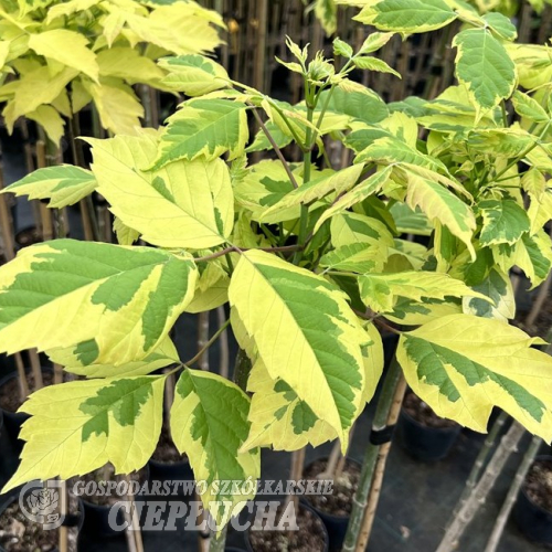 Acer negundo 'Aureovariegatum' - klon jesionolistny - Acer negundo 'Aureovariegatum' -