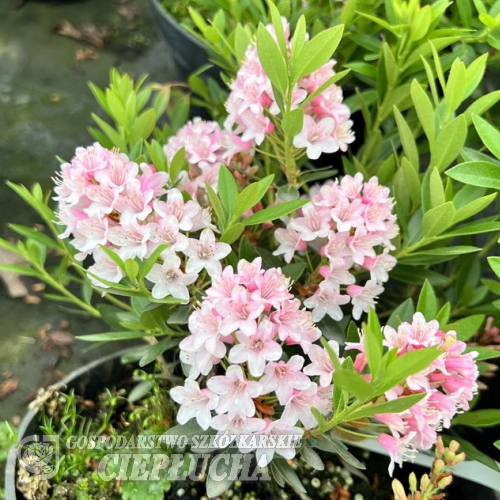BLOOMBUX -  Różanecznik miniaturowy - BLOOMBUX - Rhododendron impeditum