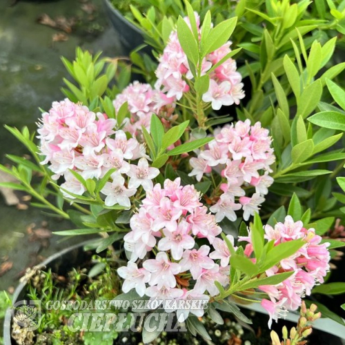 BLOOMBUX -  Kissen-Rhododendron - BLOOMBUX - Rhododendron impeditum