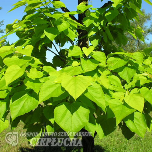 Catalpa bignonioides 'Aurea' - Gewöhnliche Trompetenbaum - Catalpa bignonioides 'Aurea'