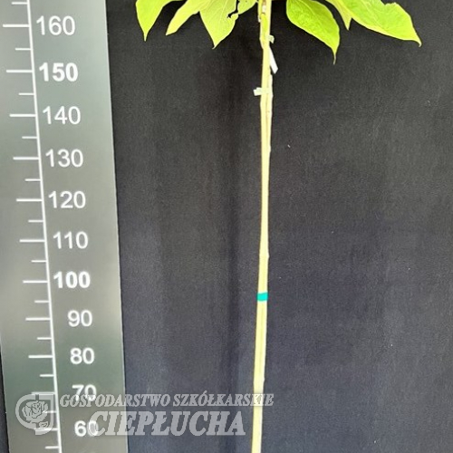Catalpa ×erubescens 'Purpurea' - Trompetenbaum - Catalpa ×erubescens 'Purpurea'