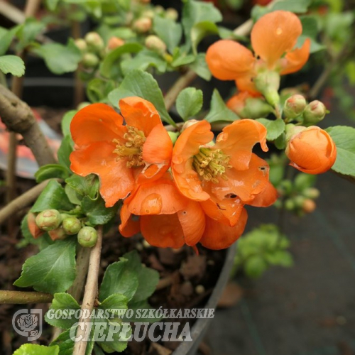 Chaenomeles japonica 'Cido' - pigwowiec japoński - Chaenomeles japonica 'Cido'