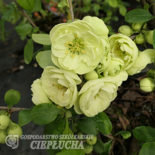 Chaenomeles speciosa 'Kinshiden' - pigwowiec okazały - Chaenomeles speciosa 'Kinshiden'