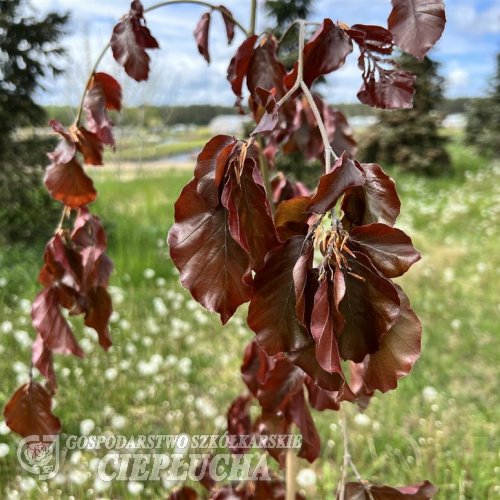 Fagus sylvatica 'Haaren' - buk pospolity - Fagus sylvatica 'Haaren'