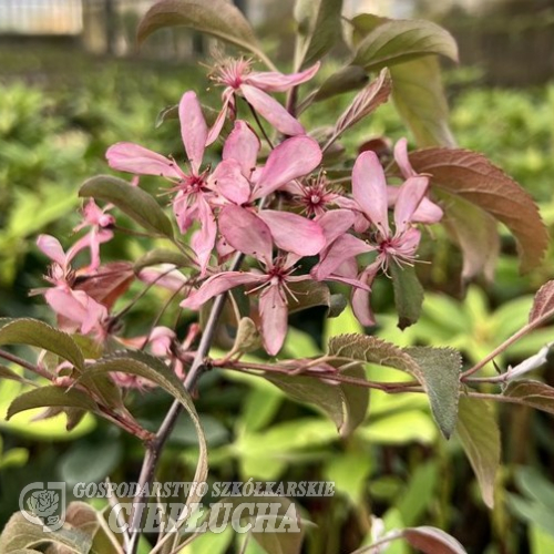 Malus 'Diable Rouge' - Декоративные яблоко - Malus 'Diable Rouge'