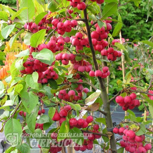 Malus 'Red Sentinel' - Crab apple ; ornamental apple - Malus 'Red Sentinel'