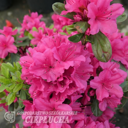 Hong Kong - azalia japońska - Hong Kong - Rhododendron