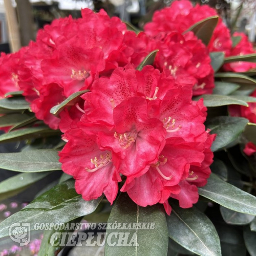 Kranenball - Рододендрон гибридный - Kranenball - Rhododendron hybridum