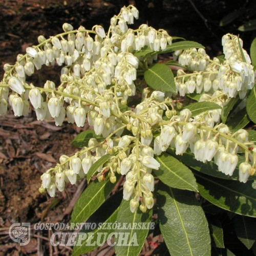 Pieris japonica 'Cavatine' - pieris japoński - Pieris japonica 'Cavatine'