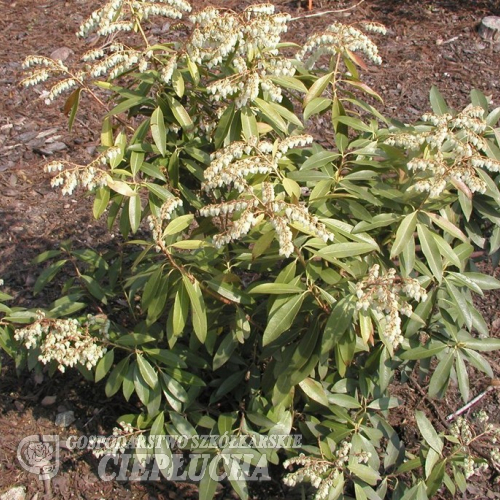 Pieris japonica 'Dorothy Wyckoff' - Pieris japonica 'Dorothy Wyckoff'