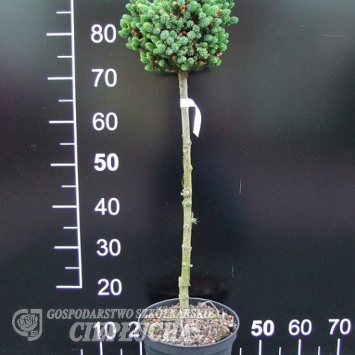 Picea glauca 'Cecilia' - White Spruce - Picea glauca 'Cecilia'