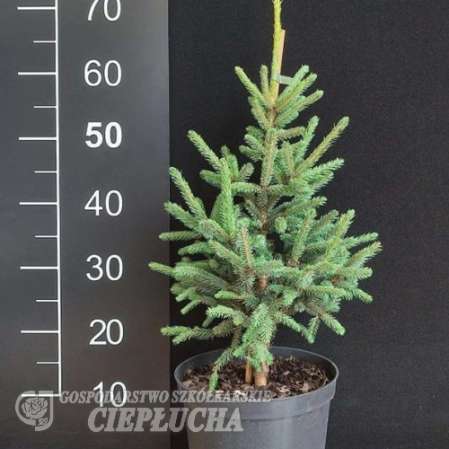 Picea mariana 'Beissneri' - Eль черная - Picea mariana 'Beissneri'