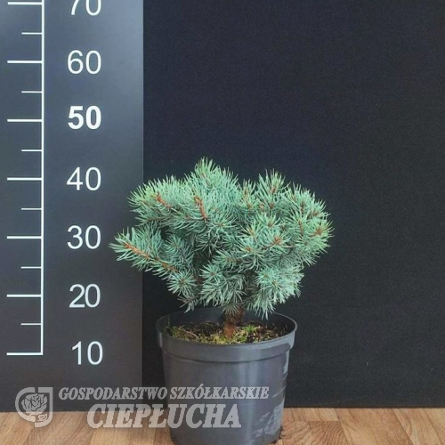 Picea pungens 'Pygmea Compacta' - Blue Spruce - Picea pungens 'Pygmea Compacta'