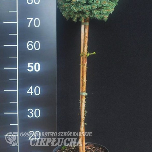 Picea pungens 'Sleszyn' - Blue Spruce - Picea pungens 'Sleszyn'