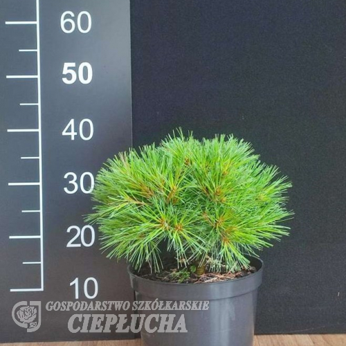 Pinus strobus 'Greg' - Weymouth pine; eastern white pine; northern white pine - Pinus strobus 'Greg'