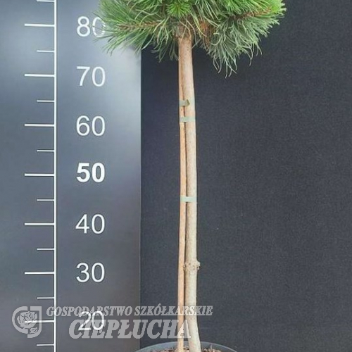 Pinus mugo 'Krauskopf' - kosodrzewina - Pinus mugo 'Krauskopf'