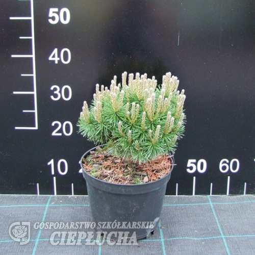 Pinus mugo 'Litomysl' - Mountain pine - Pinus mugo 'Litomysl' -