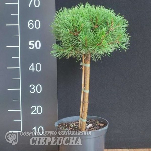Pinus mugo 'Minikin' - Mountain pine - Pinus mugo 'Minikin'