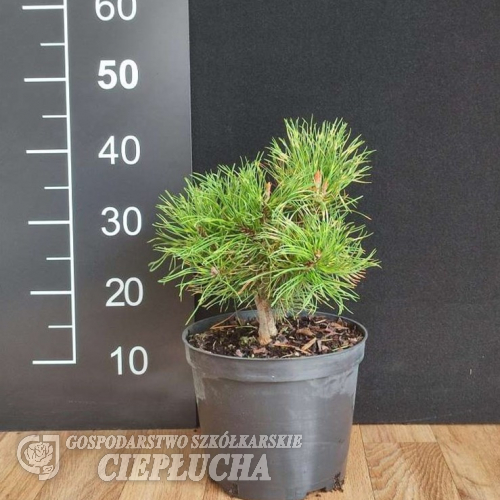Pinus mugo 'Sunshine' - Cосна горная - Pinus mugo 'Sunshine'