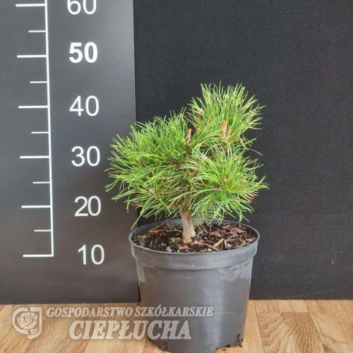 Pinus mugo 'Sunshine' - Bergkiefer - Pinus mugo 'Sunshine'