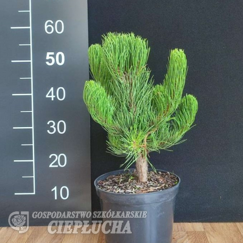 Pinus nigra 'Oregon Green' - Cосна черная - Pinus nigra 'Oregon Green'