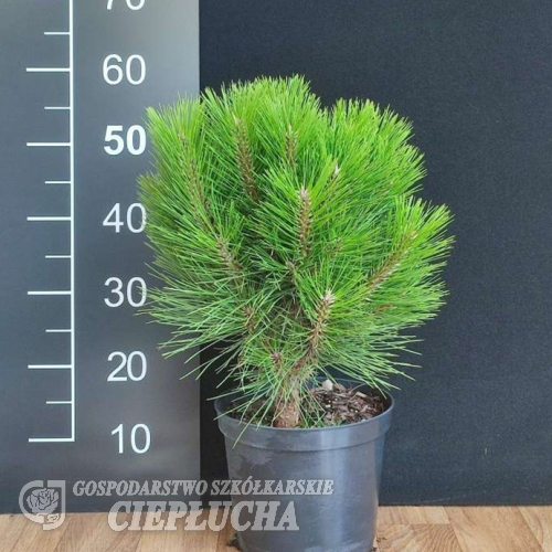 Pinus nigra 'Rondello' - sosna czarna - Pinus nigra 'Rondello'