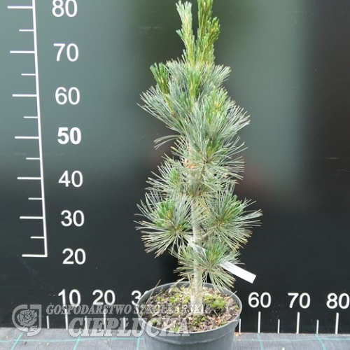 Pinus peuce 'Wageningen' - sosna rumelijska - Pinus peuce 'Wageningen'