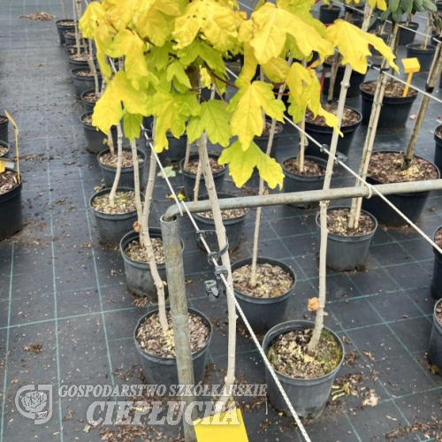 Acer campestre 'Postelense' - Feldahorn - Acer campestre 'Postelense'