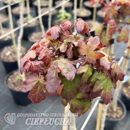 Acer campestre  'Ruby Lace'- klon polny - Acer campestre  'Ruby Lace'