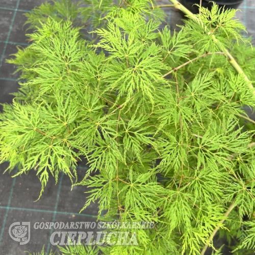 Acer palmatum 'Emerald Lace' - Fächer-Ahorn - Acer palmatum 'Emerald Lace'